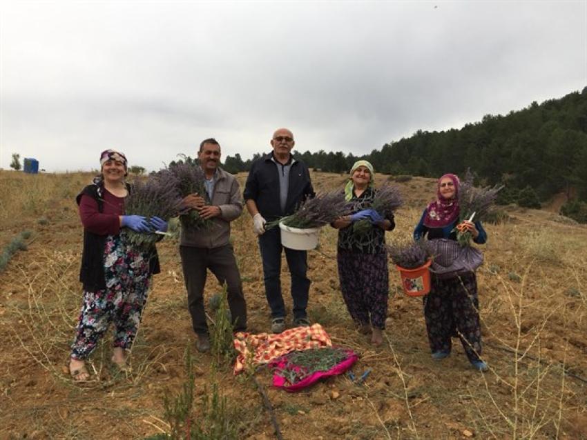 Lavanta hasadı başladı