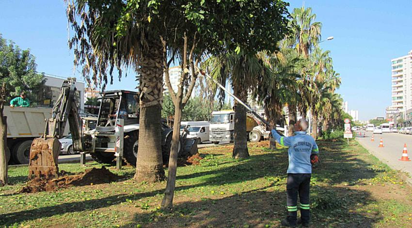 Ağaç kesimi yok, ağaç nakli var