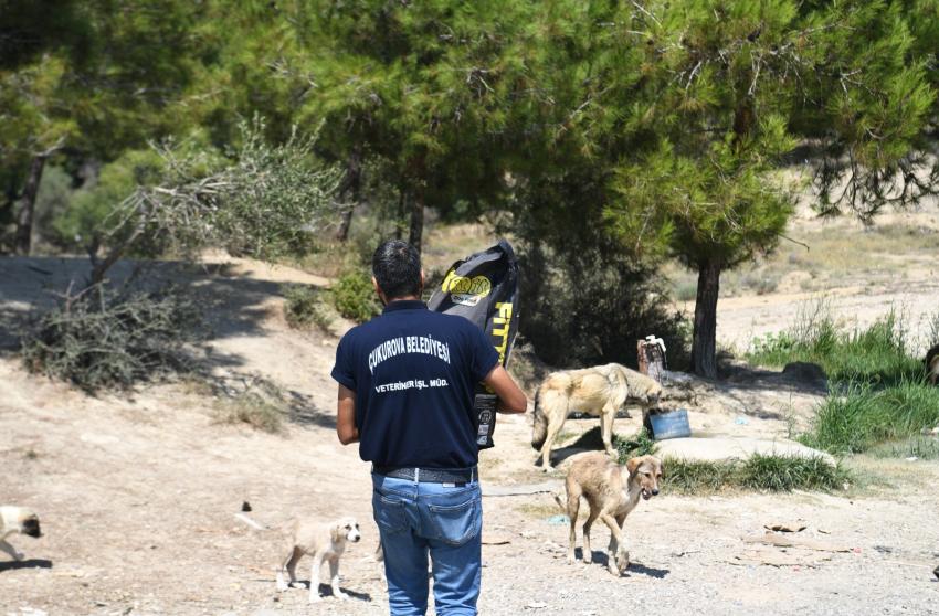 Çukurova’da patiler mutlu