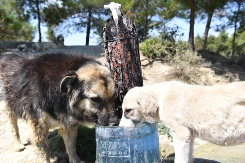 Çukurova’da patiler mutlu