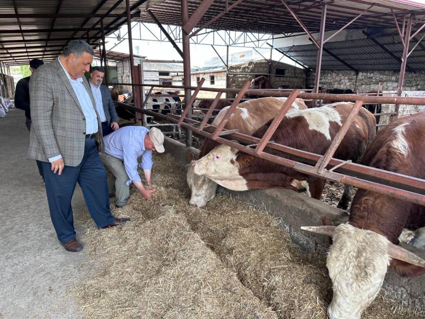 'İthal hayvan, yerli besiciliği zora sokuyor'