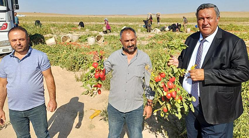  “Verimli topraklara beton dikildi”