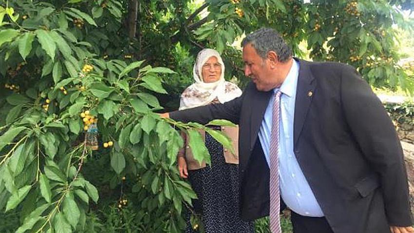 Kirazları yola döktüler 