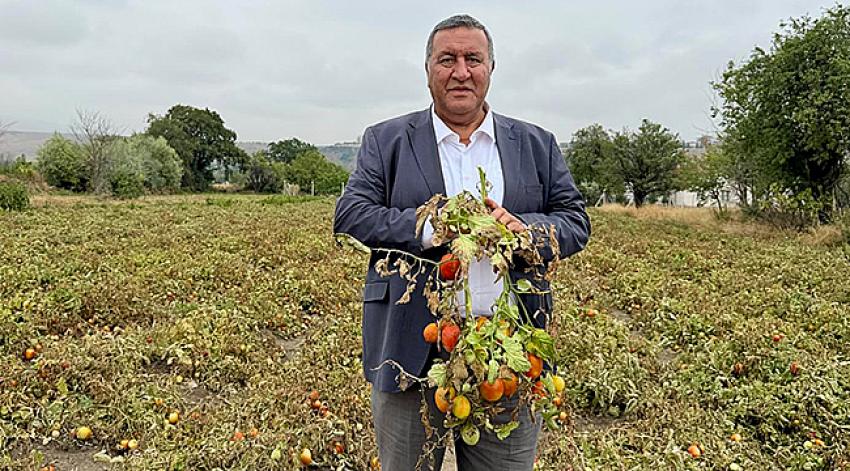  “Domates üreticisi de emeğinin karşılığını alamıyor”