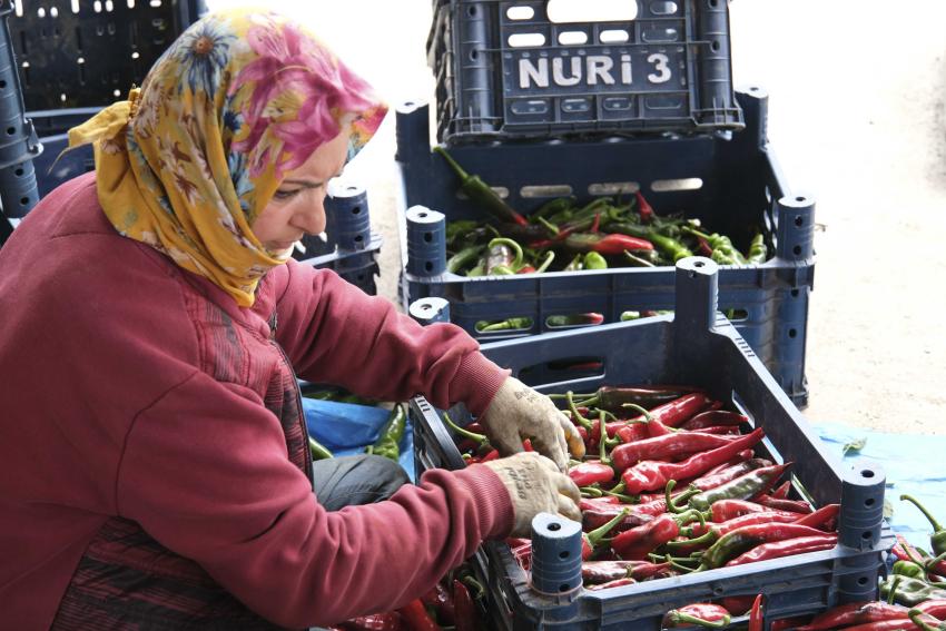Meryem Kadın Kooperatifi harıl harıl çalışıyor