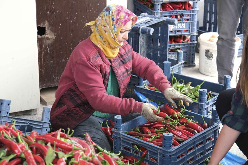 Meryem Kadın Kooperatifi harıl harıl çalışıyor