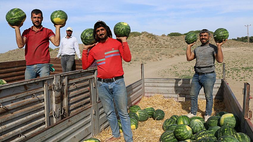 Karpuz hasadı tatlı başladı