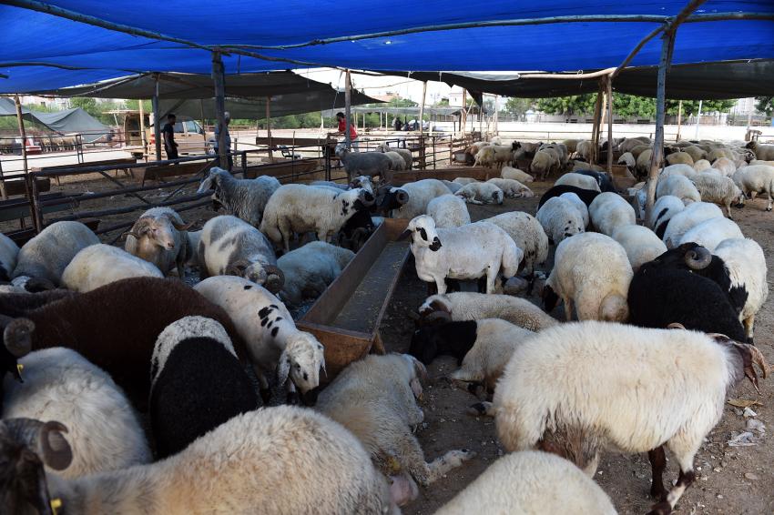 Seyhan'da 5246 adet kurban ücretsiz kesildi