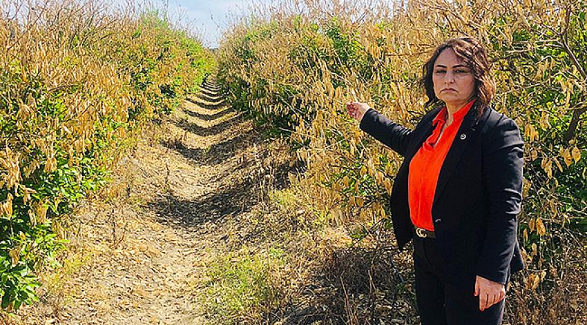 “Narenciye için acil devlet politikası şart!”