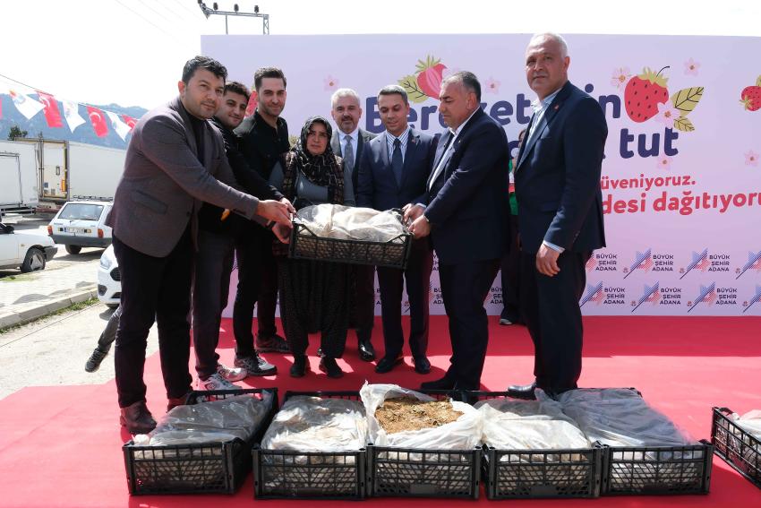 Pozantılı üreticiye 900 bin çilek fidesi daha dağıtıldı