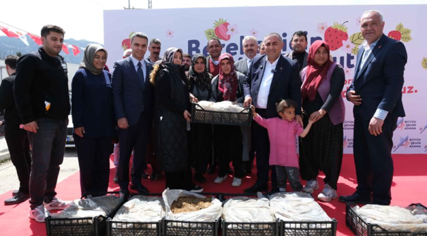 Pozantılı üreticiye 900 bin çilek fidesi daha dağıtıldı