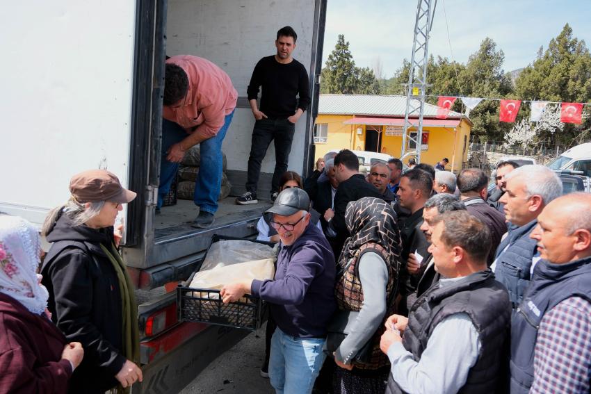 Pozantılı üreticiye 900 bin çilek fidesi daha dağıtıldı