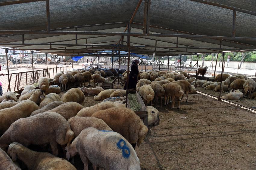 Seyhan'da kurban kesimi ücretsiz 