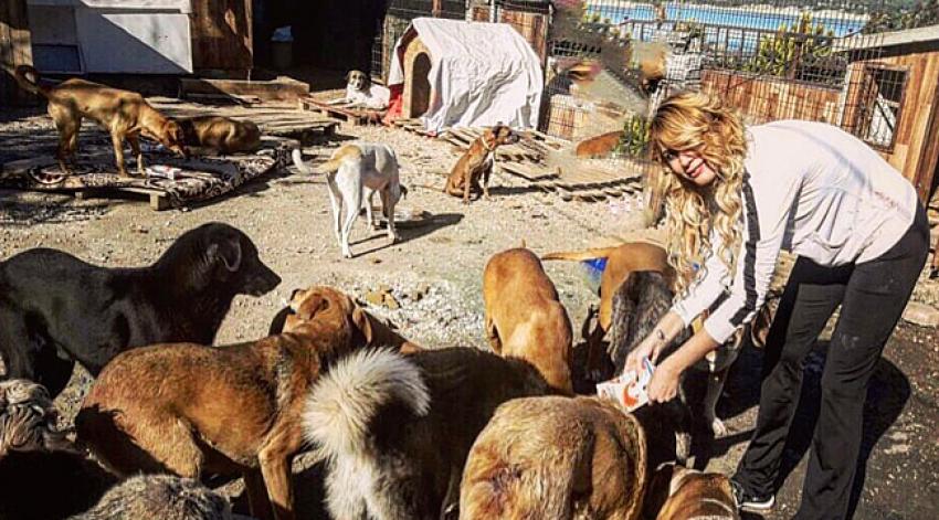 'Havrita'daki köpekler öldürülüyor'
